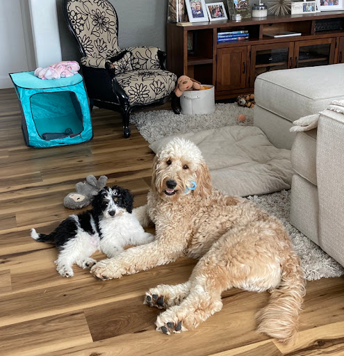 Pet Store «Puppies N Love», reviews and photos, 7700 W Arrowhead Towne Center, Glendale, AZ 85308, USA