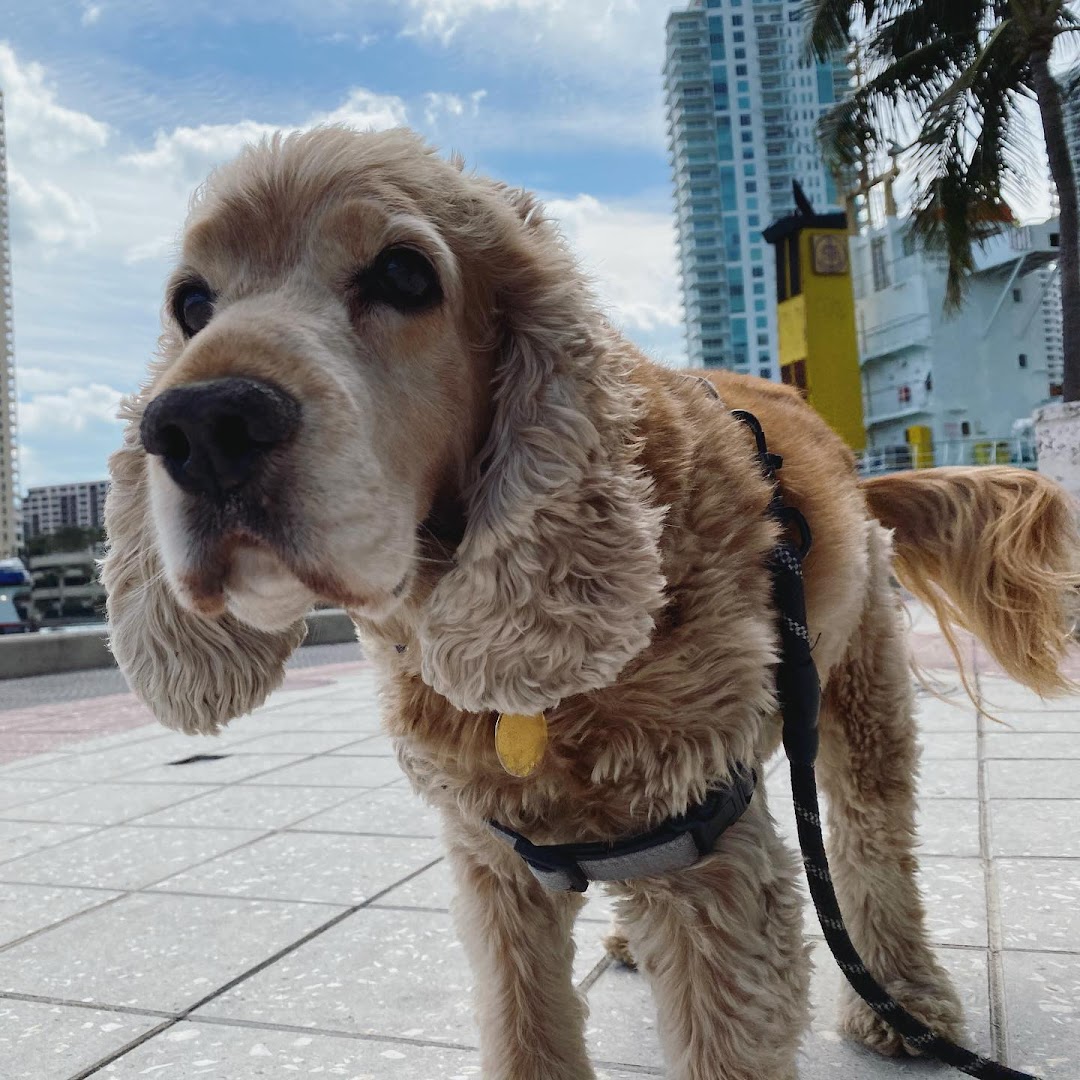 Pets And The City LLC - Tailored and professional Dog Walks