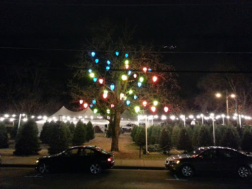 Santa's Christmas Trees