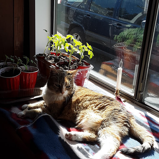 Pet Store «Firehouse Pet Shop & Grooming», reviews and photos, 17 S Wenatchee Ave, Wenatchee, WA 98801, USA