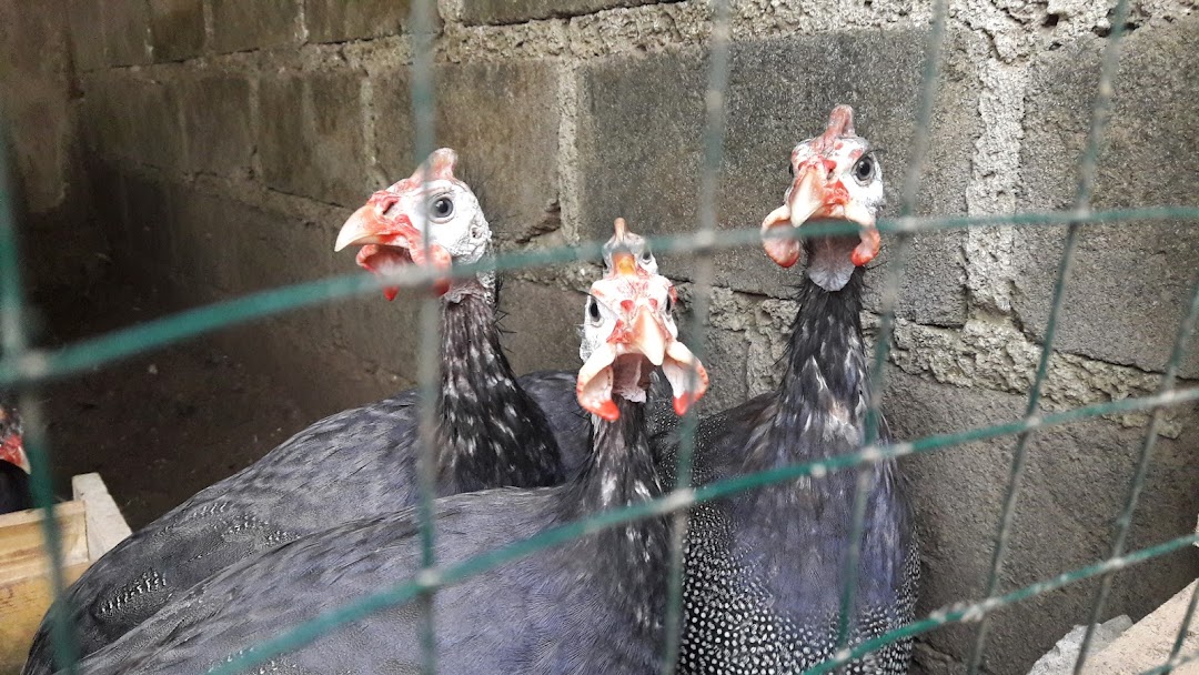 Family Ayam Hias
