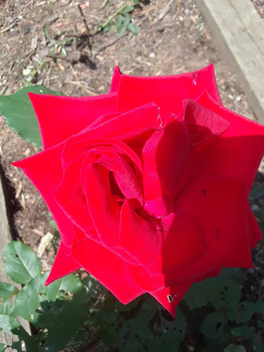 Disc Golf Course «Arboretum-Spiker Disc Golf Course», reviews and photos, 3220 38th St NW, Canton, OH 44718, USA