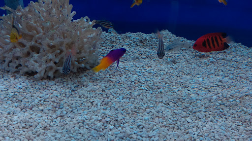 Tropical Fish Store «Stingray Bay», reviews and photos, 17800 E 9 Mile Rd, Eastpointe, MI 48021, USA