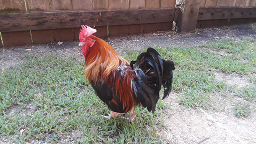 History Museum «Jamestown Settlement», reviews and photos, 2110 Jamestown Rd, Williamsburg, VA 23185, USA