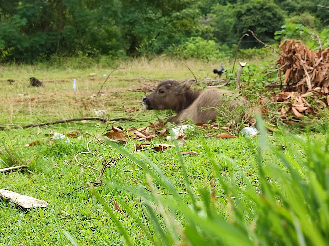 Padang Rumput Pak Kabau