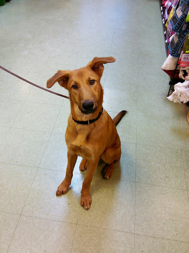 Pet Groomer «Happy Tails Pet Center», reviews and photos, 4370 SE King Rd Ste 260, Milwaukie, OR 97222, USA