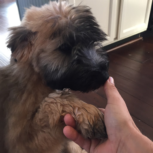 Painter «Fastrac Painting», reviews and photos, 1529 Weatherstone Dr, Ann Arbor, MI 48108, USA