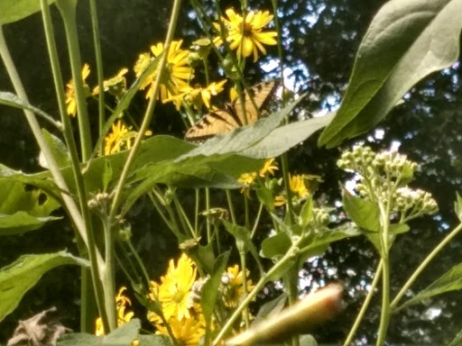 Tourist Information Center «Woodlands Nature Station», reviews and photos, 3146 Silver Trail Rd, Cadiz, KY 42211, USA