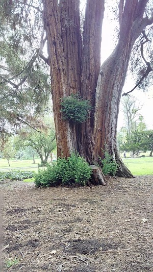 Lacy Park - photo 22
