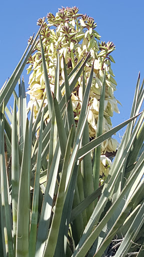 National Reserve «Riparian Preserve at Water Ranch», reviews and photos, 2757 E Guadalupe Rd, Gilbert, AZ 85234, USA