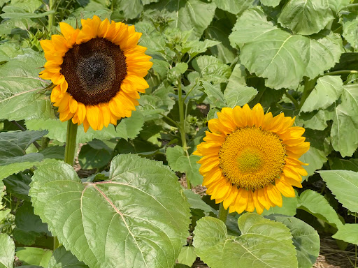 Fruit and Vegetable Store «Henley Farm», reviews and photos, 3513 Charity Neck Rd, Virginia Beach, VA 23456, USA