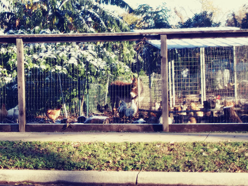 Motorcycle Shop «See See Motorcycles», reviews and photos, 1642 NE Sandy Blvd, Portland, OR 97232, USA