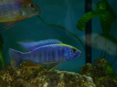 Association Aquariophile d'Orchies à Orchies