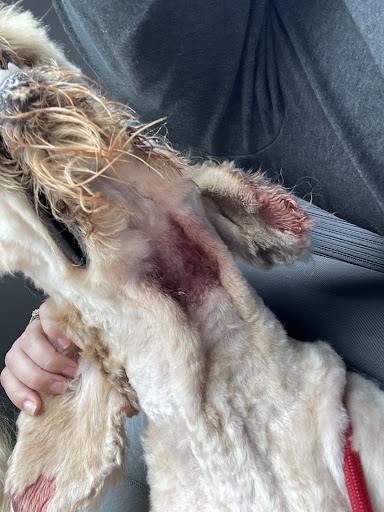 Pet Supply Store «PetSmart», reviews and photos, 250 Grossman Dr, Braintree, MA 02184, USA