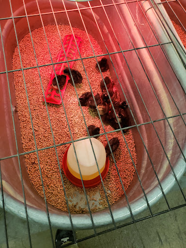 Animal Feed Store «Wilco Farm Store», reviews and photos, 2741 OR-99W, McMinnville, OR 97128, USA