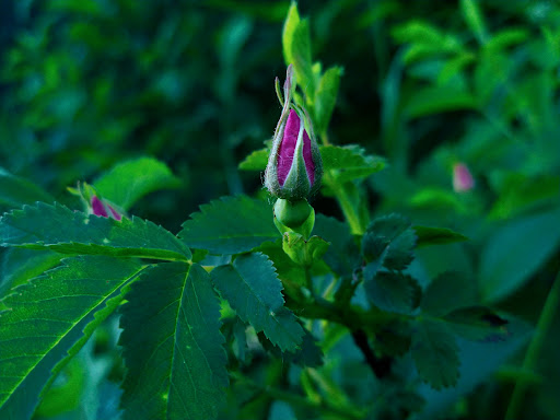 Nature Preserve «Rubio Woods», reviews and photos, W. Midlothian Turnpike, Midlothian, IL 60445, USA