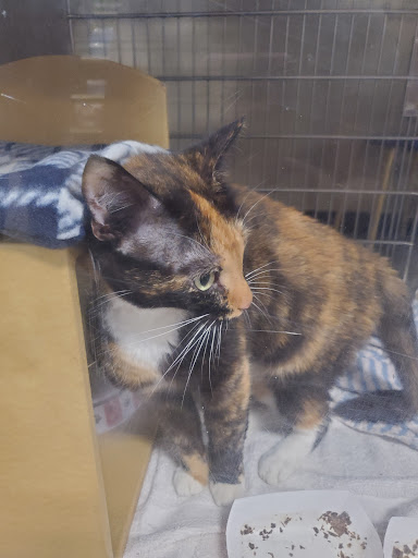 Pet Supply Store «PetSmart», reviews and photos, 4500 Mitchellville Rd, Bowie, MD 20716, USA