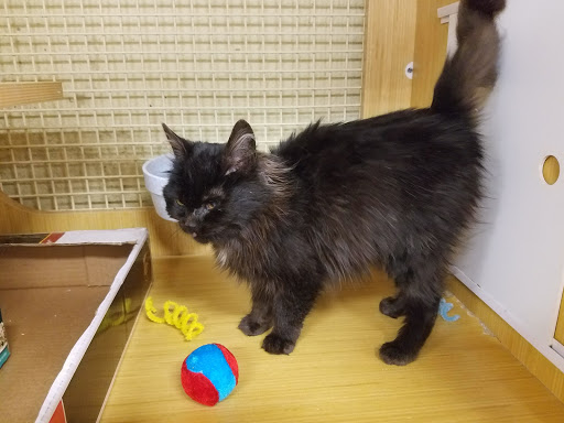 Pet Supply Store «Petco Animal Supplies», reviews and photos, 333 S State St a, Lake Oswego, OR 97034, USA