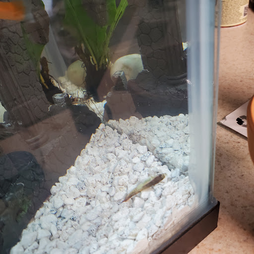 Pet Supply Store «Petco Animal Supplies», reviews and photos, 2450 Monarch Dr #105, Laredo, TX 78045, USA