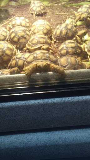 Pet Store «CUSTOM CREATURES PET SHOP», reviews and photos, 10727 N 19th Ave, Phoenix, AZ 85029, USA