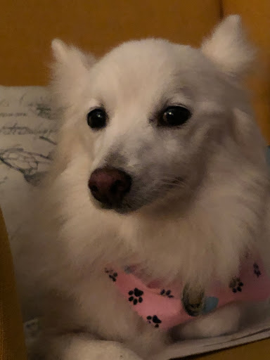 Pet Store «DipidyDawg Gourmet Dog Bakery & Boutique», reviews and photos, 21301 S Tamiami Trail Suite 430, Estero, FL 33928, USA