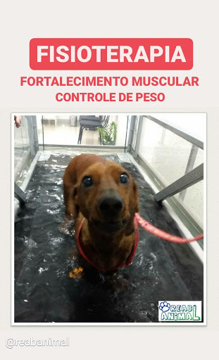 ReabAnimal em São Paulo - SP