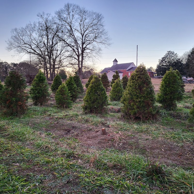 Berry's Christmas Tree Farm