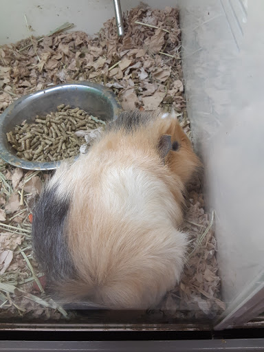 Pet Supply Store «Pet Supplies Plus», reviews and photos, 531 Monroe Ave, Rochester, NY 14607, USA