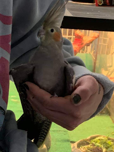 Pet Store «Pet Asylum», reviews and photos, 3700 U.S. 9, Howell, NJ 07731, USA