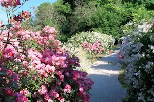 The Rose Garden of St. Vincent image