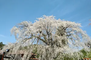 段部のしだれ桜 image