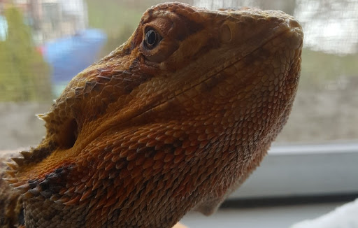 Pet Supply Store «PetSmart», reviews and photos, 2 Brick Plaza, Brick, NJ 08723, USA