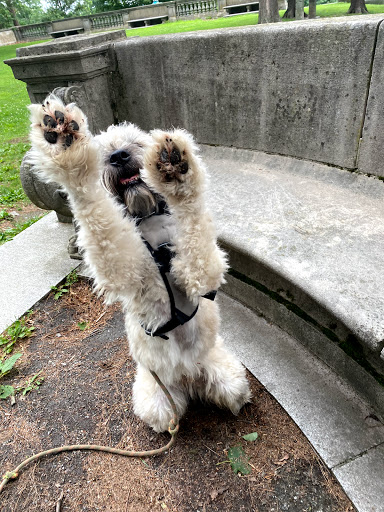 Park «Larz Anderson Park», reviews and photos, 325 Goddard Ave, Brookline, MA 02445, USA