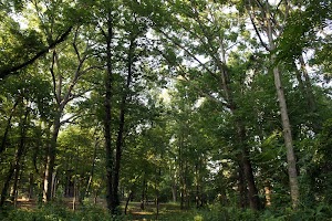 Stadium Woods - photo 50