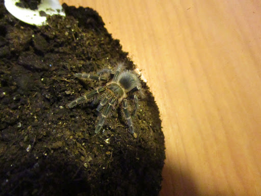 Pet Supply Store «Pet Bazaar», reviews and photos, 490 FL-436, Casselberry, FL 32707, USA