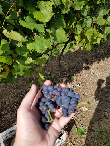 Vineyard «3 North Vines», reviews and photos, 5940 Peck Rd, Croswell, MI 48422, USA