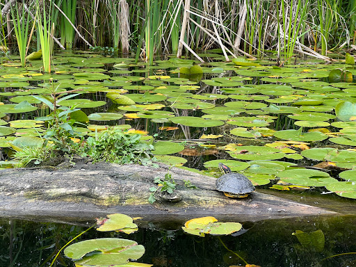 Botanical Garden «Washington Park Arboretum - UW Botanic Gardens», reviews and photos, 2300 Arboretum Dr E, Seattle, WA 98112, USA