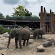Zoo kig til elefanterne