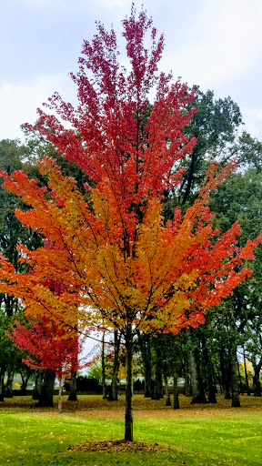 Park «Shadywood Park», reviews and photos, 535 NE 24th Ave, Hillsboro, OR 97124, USA