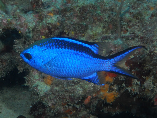 Dive Shop «Dive Shop Kissimmee», reviews and photos, 4916 W Irlo Bronson Memorial Hwy, Kissimmee, FL 34746, USA