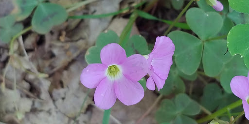 National Park «Cumberland Gap National Historical Park», reviews and photos, 91 Bartlett Park Road, Middlesboro, KY 40965, USA