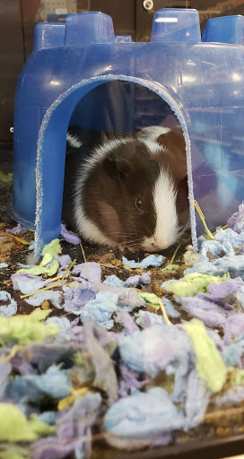 Pet Supply Store «PetSmart», reviews and photos, 10 Hazard Ave, Enfield, CT 06082, USA