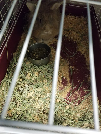 Pet Store «Animal Ark», reviews and photos, 2730 Brookdale Dr, Kingwood, TX 77339, USA