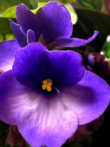 Florist «Petals of Love», reviews and photos, 5350 W 130th St, Brook Park, OH 44142, USA