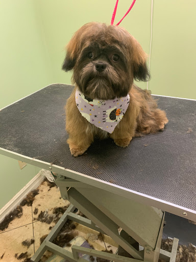 Pet Groomer «Doggie Style Bowtique», reviews and photos, 1713 Westport Rd, Kansas City, MO 64111, USA
