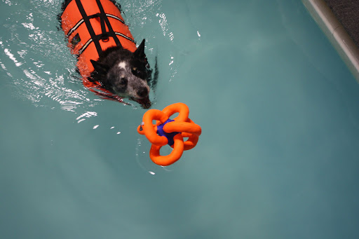 Pet Store «The Dog Dive», reviews and photos, 1613 Riverview Dr, Kalamazoo, MI 49004, USA