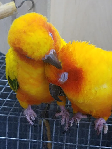 Pet Store «A to Z Pets», reviews and photos, 16010 SE Division St, Portland, OR 97236, USA