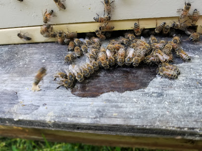 Colony Bees and Honey