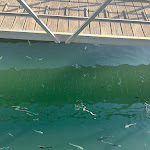 Photo n°3 de l'avis de Daniel.d fait le 04/10/2023 à 20:15 sur le  Fat Cats on the Marina à Albufeira