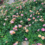 Photo n°2 de l'avis de Nuria.l fait le 06/05/2024 à 06:07 sur le  Grand Hotel Timeo, A Belmond Hotel, Taormina à Taormina